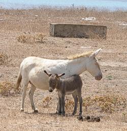 The wild donkeys of Asinara