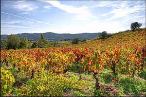 Autumn vines Bosa, Sardinia - apartments to rent