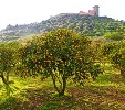 Holiday apartments to rent in Bosa, Sardinia,  - orange grove just outside Bosa
