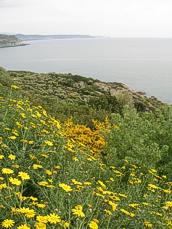 Wild flowers everywhere near Bosa in April.